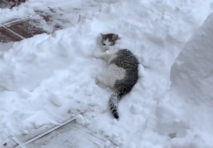 Bạn Mèo Thích Nghịch Tuyết
